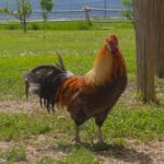 Lord Gordon Rooster
