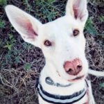 White sighthound with big ears