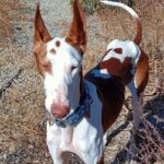 Red and white podenco with pointing ears.