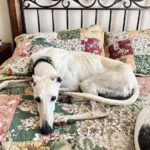 White Galgo on bed