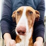 Red and white podenco face