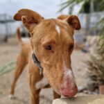 Podenco dog face