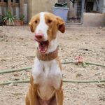 Podenco sitting with mouth open