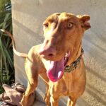 Podenco standing with mouth open