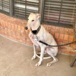 White galgo dog sitting on porch