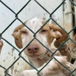 Puppy through a fence