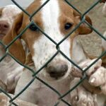 Puppy behind a fence