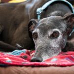 Black galgo dog lying on the floor.